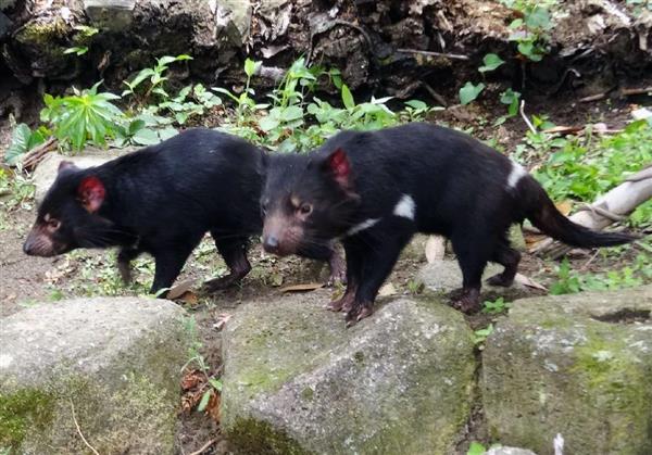 アジア唯一 デビル を一般公開 東京 多摩動物公園 産経ニュース
