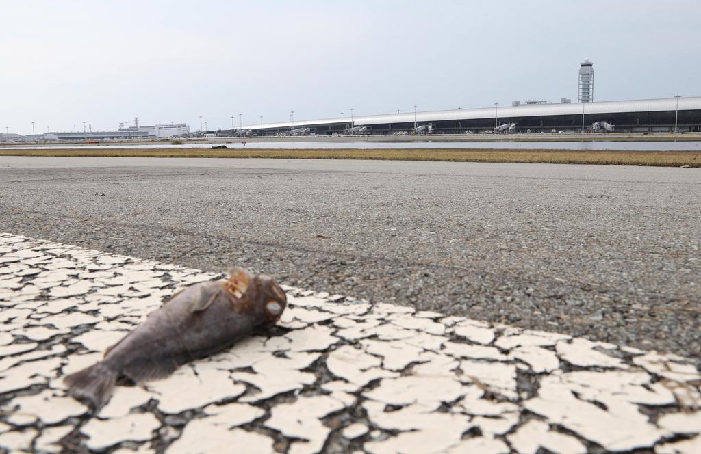 報道陣に公開された関西国際空港のＡ滑走路。打ち上げられたとみられる魚の死骸があった＝６日午後、関西国際空港（恵守乾撮影）　
